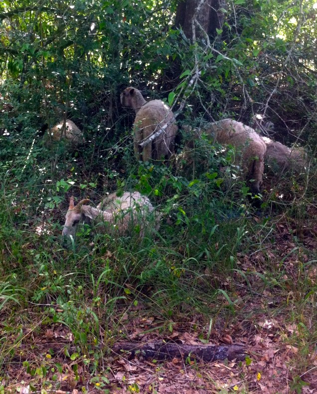 only mad dogs and Englishmen work out in the noonday sun