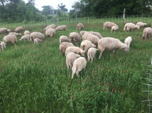 A fleece from a sheep named Julia Child.